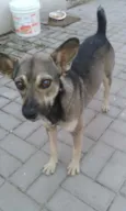 Formiga