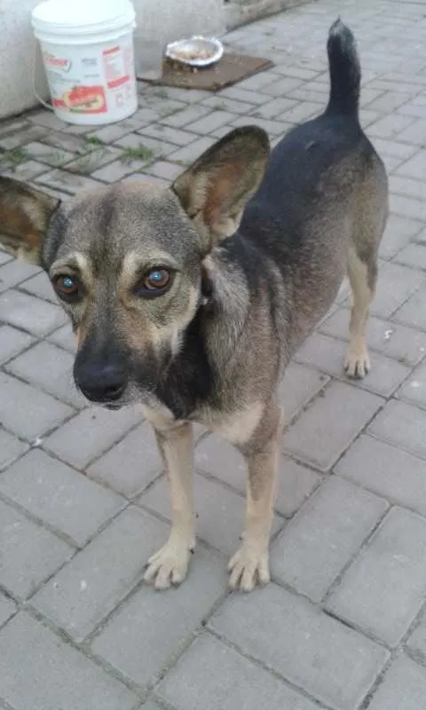 Cachorro raça  idade  nome Formiga