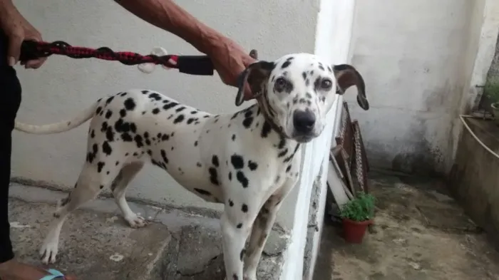 Cachorro ra a Dálmata  idade 1 ano nome Sem identificação 