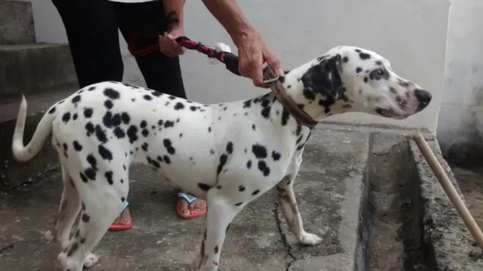 Cachorro ra a Dálmata  idade 1 ano nome Sem identificação 