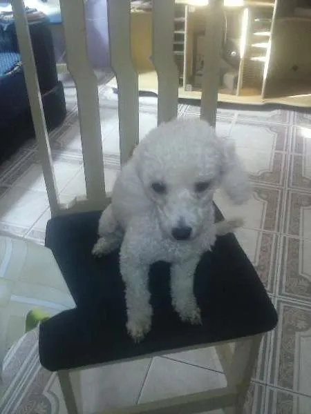 Cachorro ra a poodle  idade 4 anos nome Giully