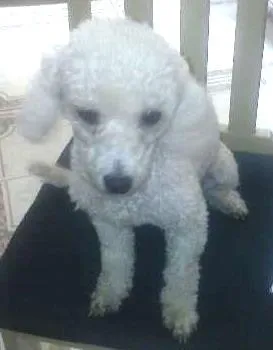 Cachorro ra a poodle  idade 4 anos nome Giully