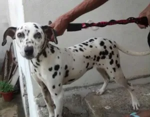 Cachorro raça Dálmata  idade 1 ano nome Sem identificação 