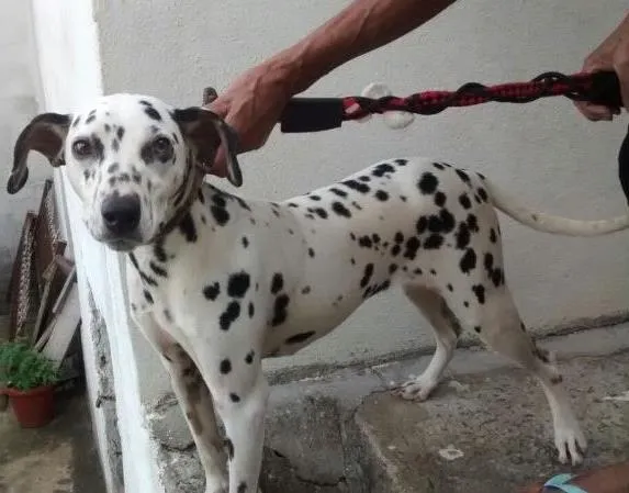 Cachorro ra a Dálmata  idade 1 ano nome Sem identificação 