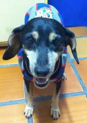 Cachorro raça  idade 1 ano nome Piriquito (Luciani 