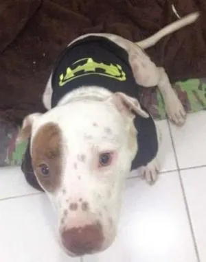 Cachorro raça Pit-Bull idade 1 ano nome Fenix