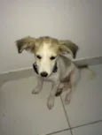 Bonnie