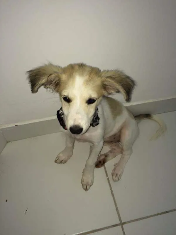 Cachorro raça Vira-lata idade 2 a 6 meses nome Bonnie
