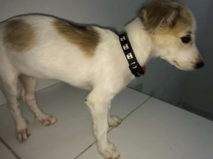 Cachorro raça Vira-lata idade 2 a 6 meses nome Bonnie