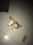 Bonnie