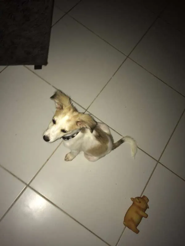 Cachorro raça Vira-lata idade 2 a 6 meses nome Bonnie