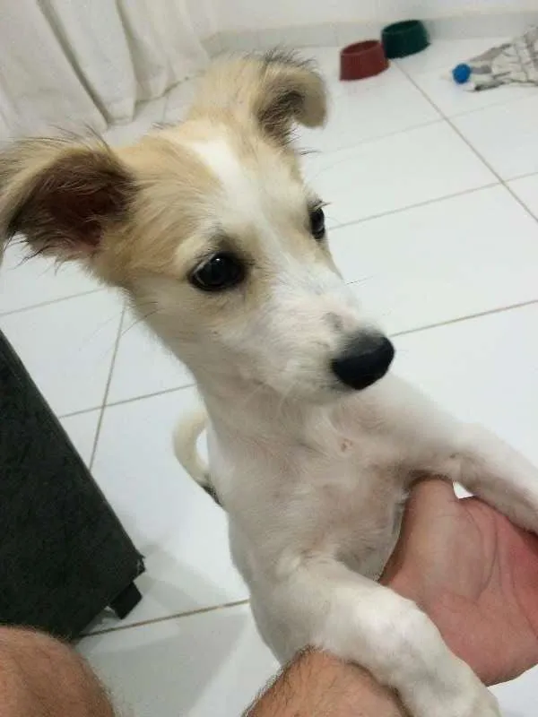 Cachorro raça Vira-lata idade 2 a 6 meses nome Bonnie