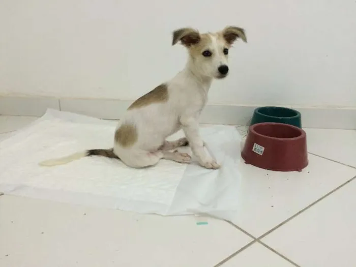Cachorro raça Vira-lata idade 2 a 6 meses nome Bonnie