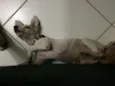 Bonnie