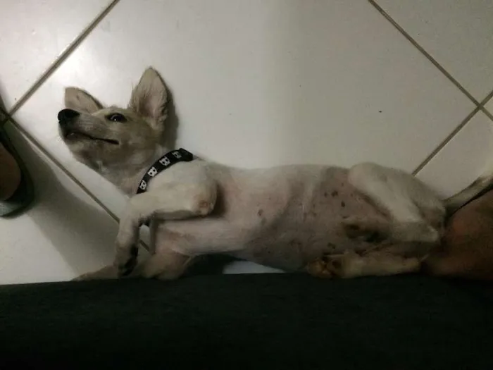 Cachorro raça Vira-lata idade 2 a 6 meses nome Bonnie