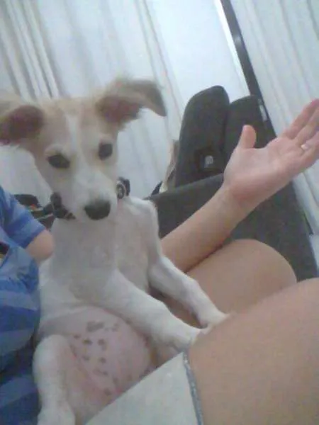 Cachorro raça Vira-lata idade 2 a 6 meses nome Bonnie