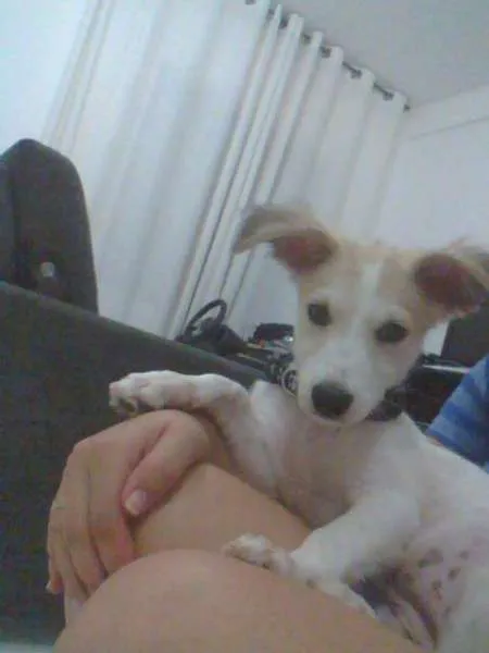 Cachorro raça Vira-lata idade 2 a 6 meses nome Bonnie