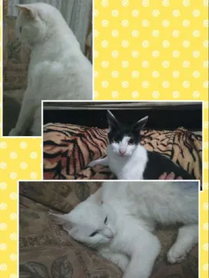 Gato raça  idade 1 ano nome Bigode, Clarinha e 