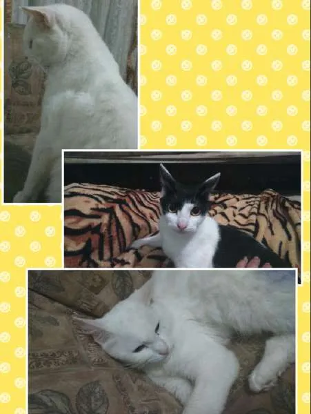 Gato ra a idade 1 ano nome Bigode, Clarinha e
