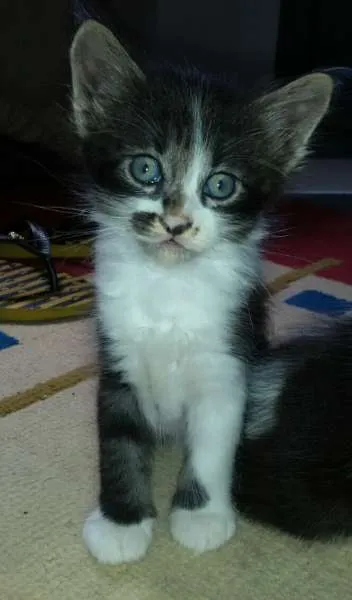 Gato ra a sem raca definida idade 2 a 6 meses nome baby