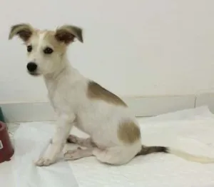 Cachorro raça Vira-lata idade 2 a 6 meses nome Bonnie