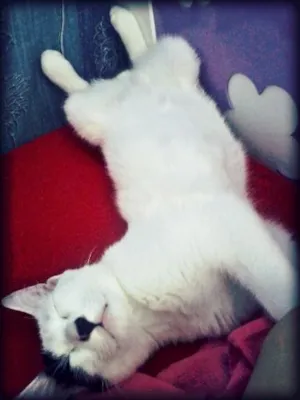 Gato raça  idade 7 a 11 meses nome Floquinho