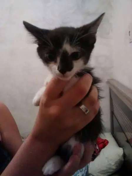 Gato raça mestiço idade Abaixo de 2 meses nome Gatinha para adoção