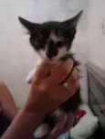 Gatinha para adoção