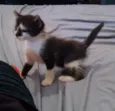 Gatinha para adoção