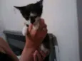 Gatinha para adoção