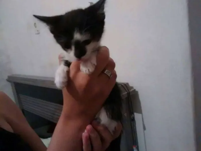 Gato raça mestiço idade Abaixo de 2 meses nome Gatinha para adoção