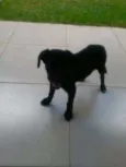 marley