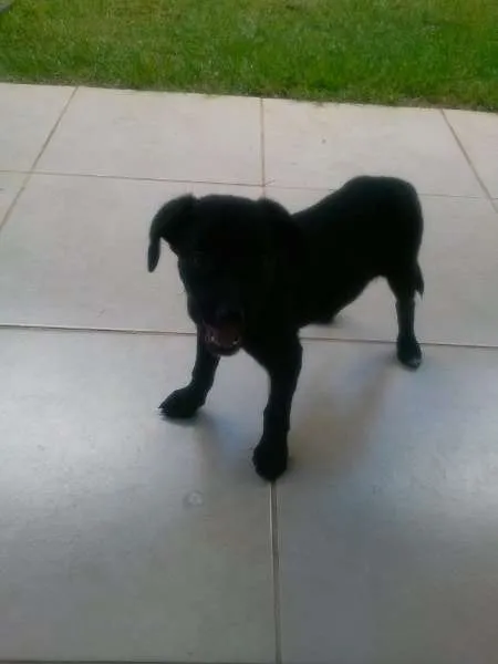 Cachorro ra a srd idade 1 ano nome marley