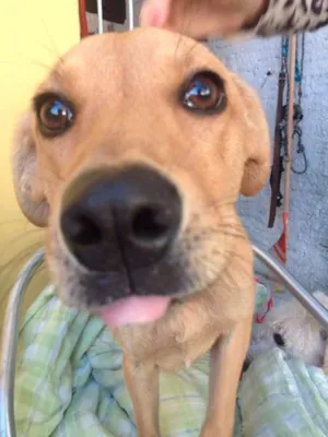 Cachorro raça  idade 2 a 6 meses nome Rex