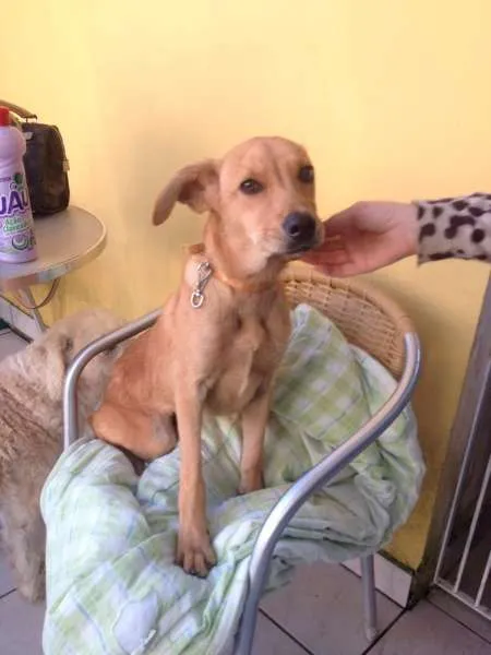 Cachorro ra a  idade 2 a 6 meses nome Rex