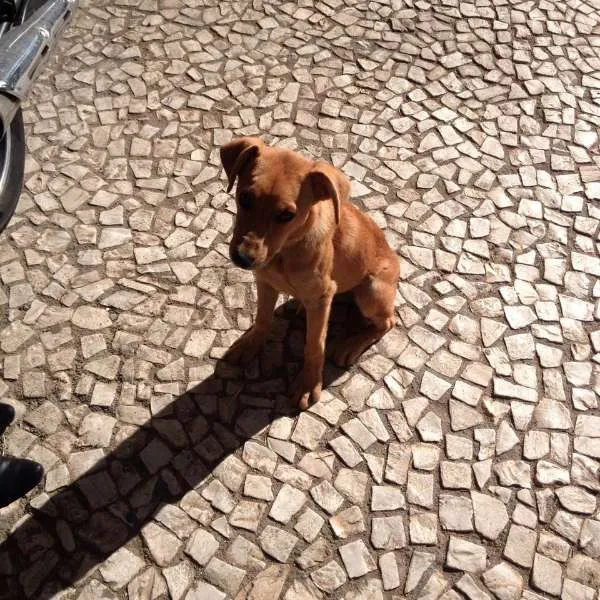Cachorro ra a  idade 2 a 6 meses nome Rex
