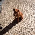 Rex