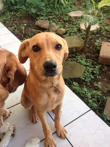 Cachorro ra a  idade 2 a 6 meses nome Rex