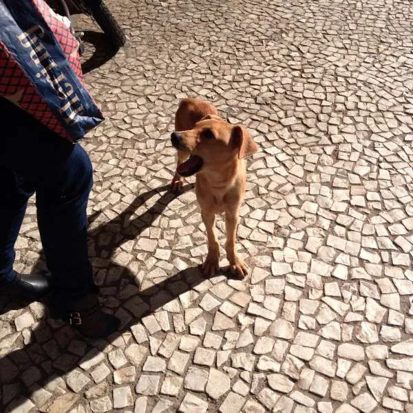 Cachorro ra a  idade 2 a 6 meses nome Rex