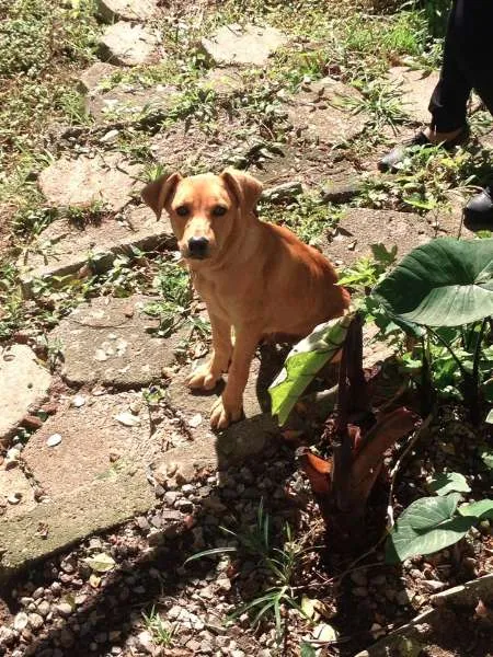 Cachorro ra a  idade 2 a 6 meses nome Rex