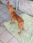 Rex