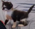 Gatinha para adoção