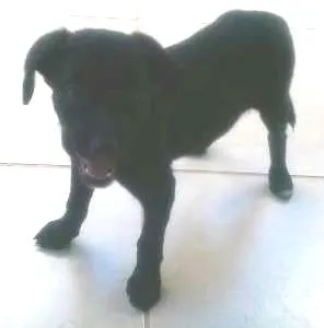 Cachorro ra a srd idade 1 ano nome marley