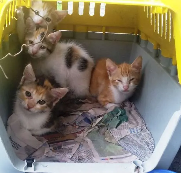 Gato raça Sem raça idade 2 a 6 meses nome Sem nomes