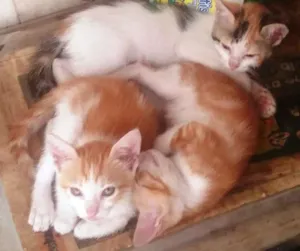 Gato raça Sem raça idade 2 a 6 meses nome Sem nomes