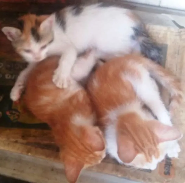 Gato raça Sem raça idade 2 a 6 meses nome Sem nomes