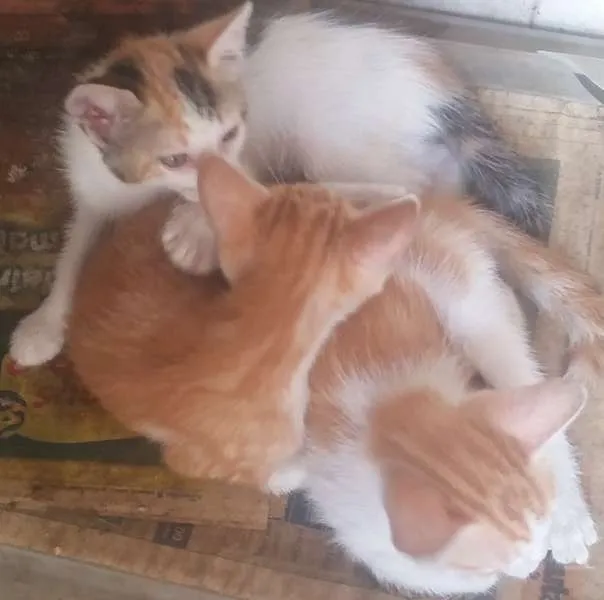 Gato raça Sem raça idade 2 a 6 meses nome Sem nomes