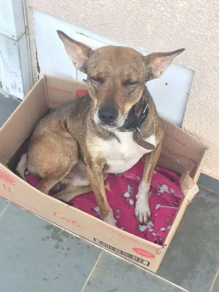 Cachorro ra a vira lata idade 4 anos nome Não sei