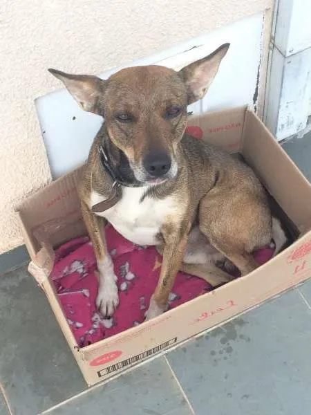 Cachorro ra a vira lata idade 4 anos nome Não sei
