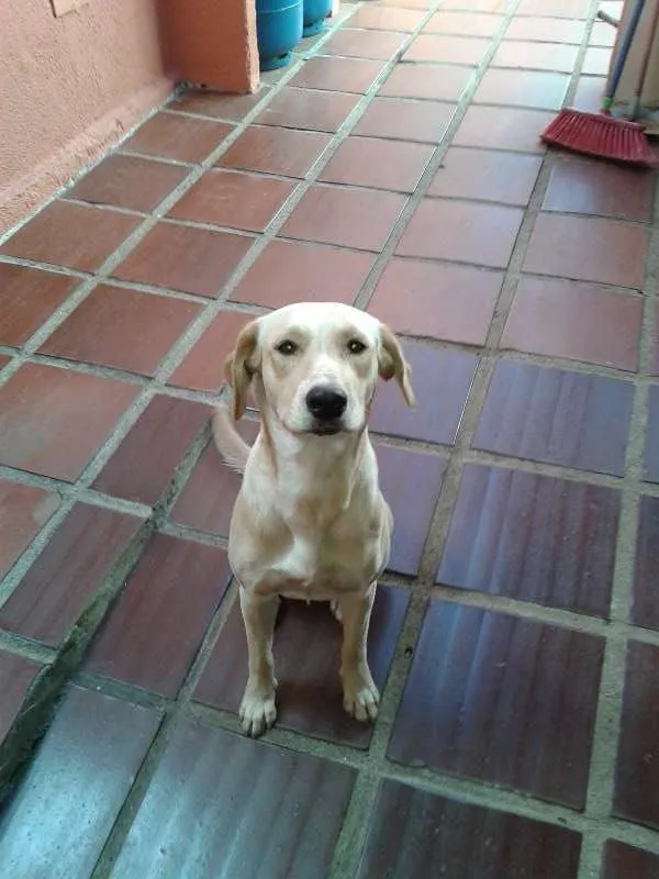 Cachorro ra a SRD idade 1 ano nome sofia